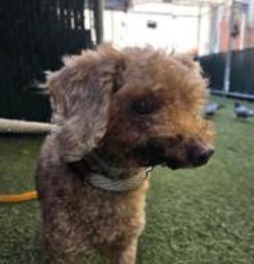 Enlarge Grenadine, a Adopted Miniature Poodle in Wingdale, NY image 1/2