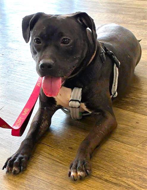 MILICA, Adoptable, Adult Female Mixed Breed.