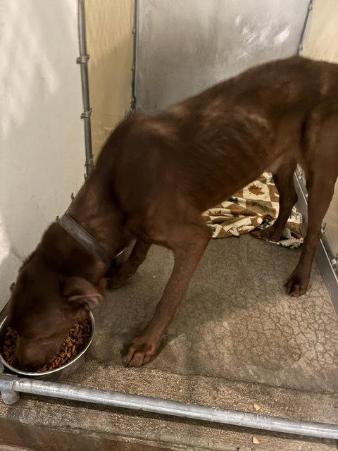 Levi - Skinny Lab - #4, Adoptable, Adult Male Labrador Retriever.