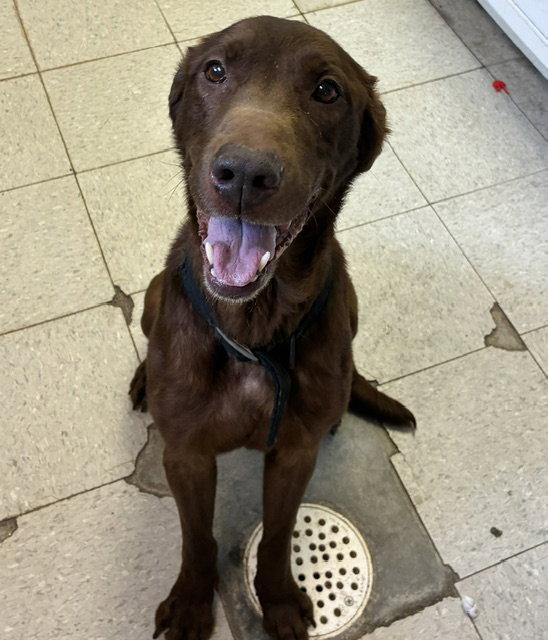Levi - Skinny Lab - #4, a Adoptable Labrador Retriever in Mitchell, SD image 2/2