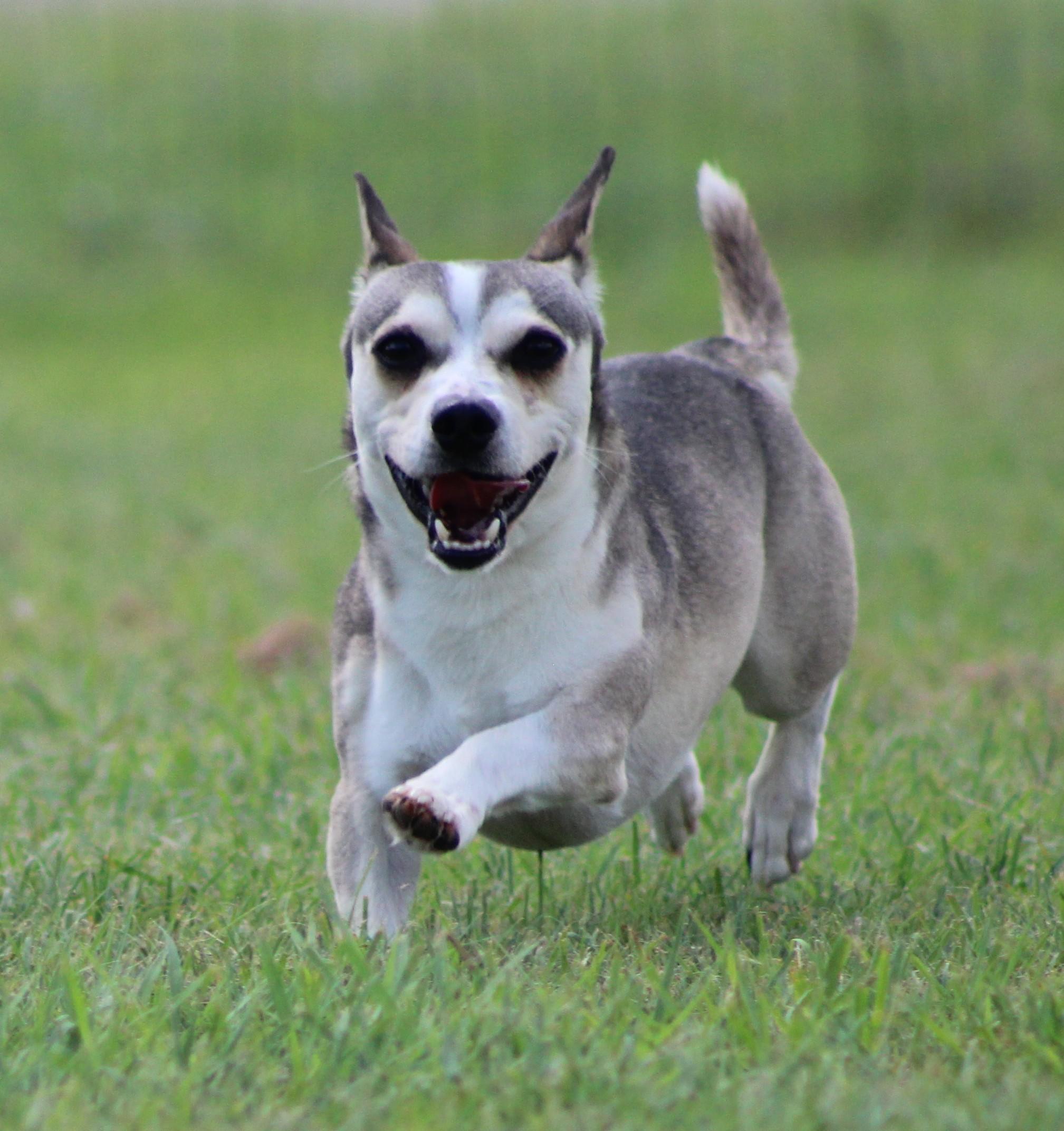 Hunter, a ADOPTABLE mixed breed in Temple, TX image 4/6