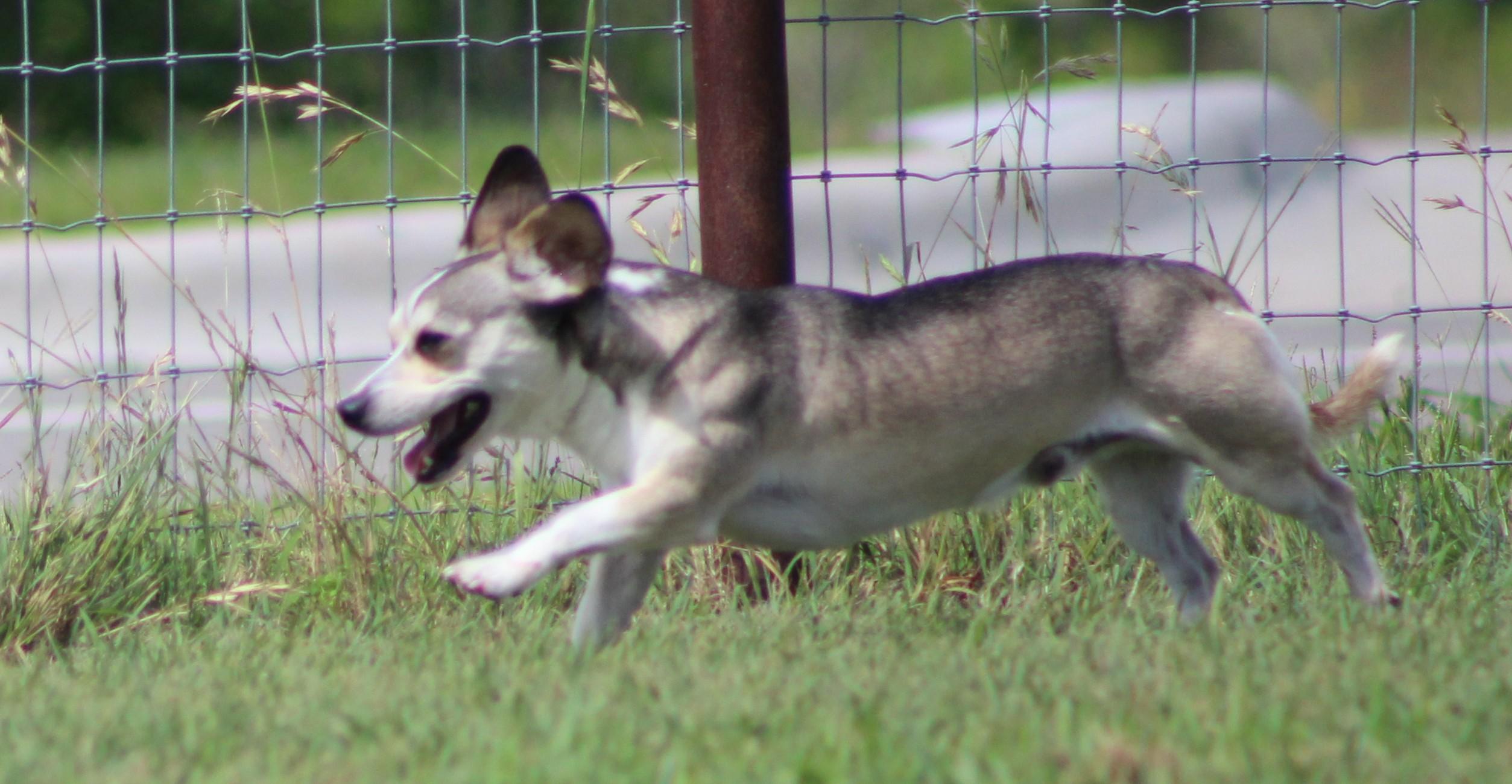 Hunter, a ADOPTABLE mixed breed in Temple, TX image 2/6