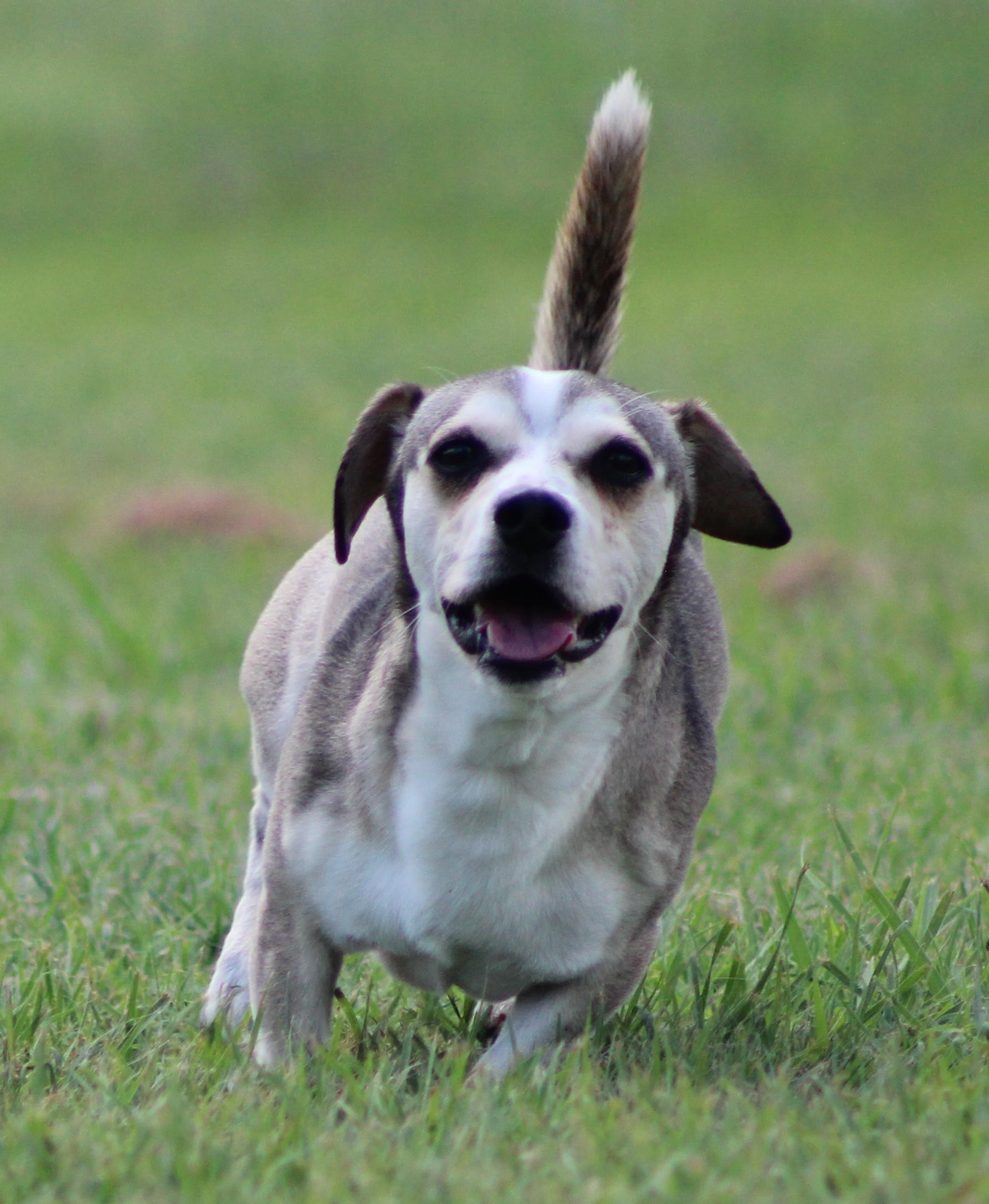 Hunter, a ADOPTABLE mixed breed in Temple, TX image 6/6