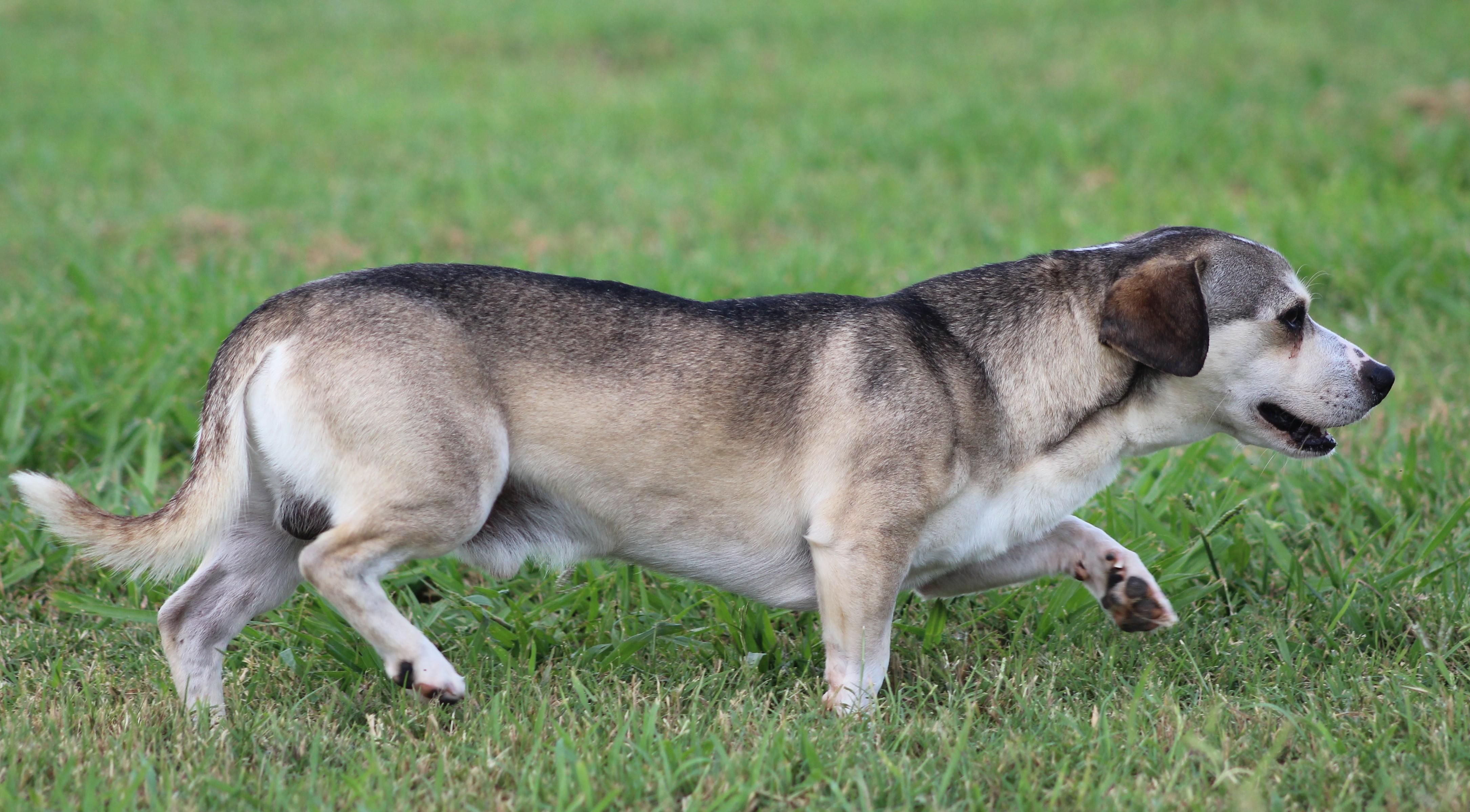 Hunter, a ADOPTABLE mixed breed in Temple, TX image 5/6