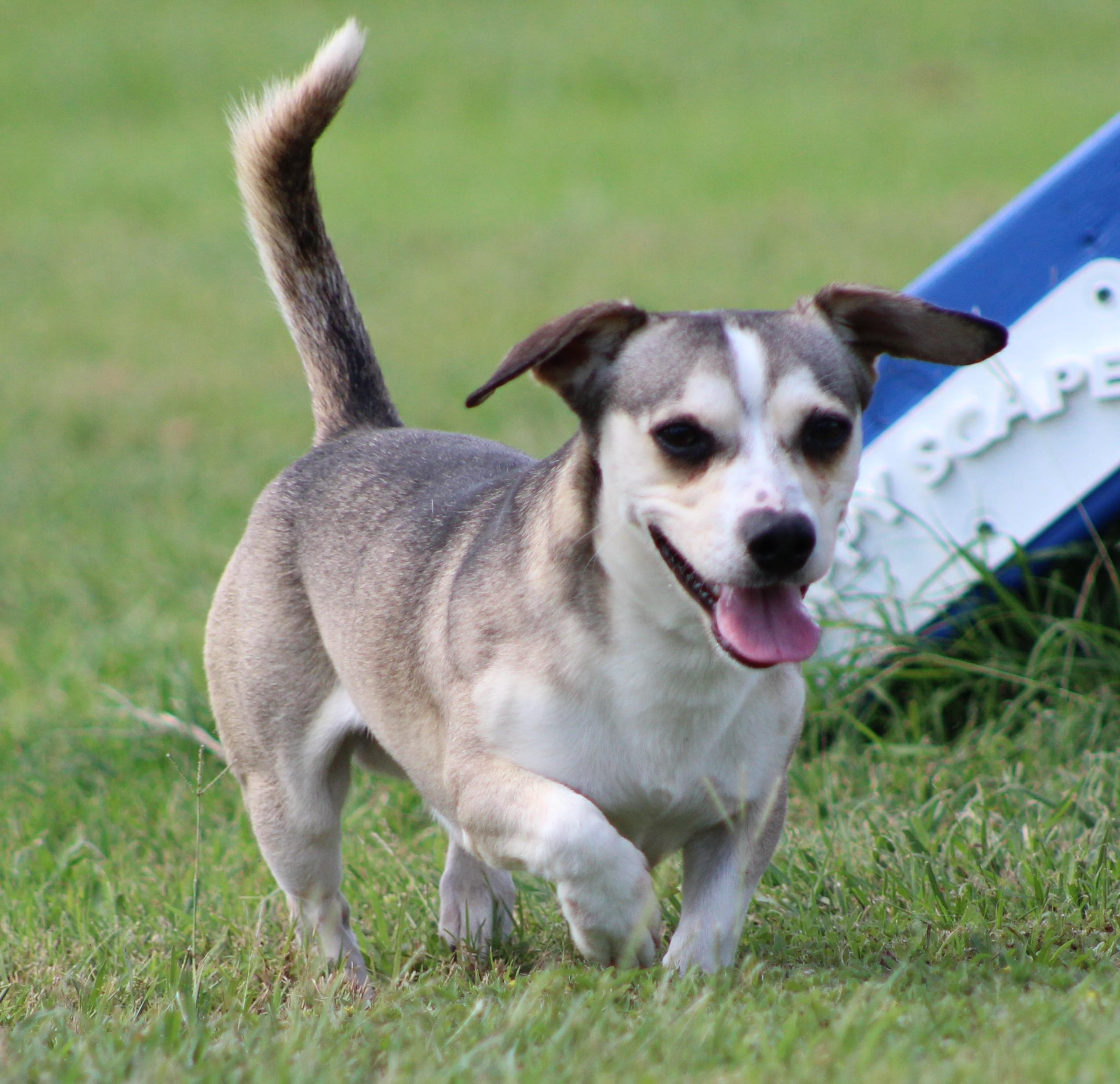 Hunter, a ADOPTABLE mixed breed in Temple, TX image 1/6