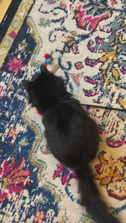 Enlarge Basil, a Adopted mixed breed in Suffolk, VA video 6/11