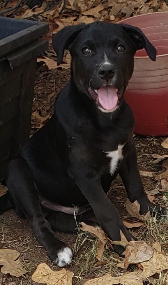 Falcon, Adoptable, Puppy Male Mixed Breed.