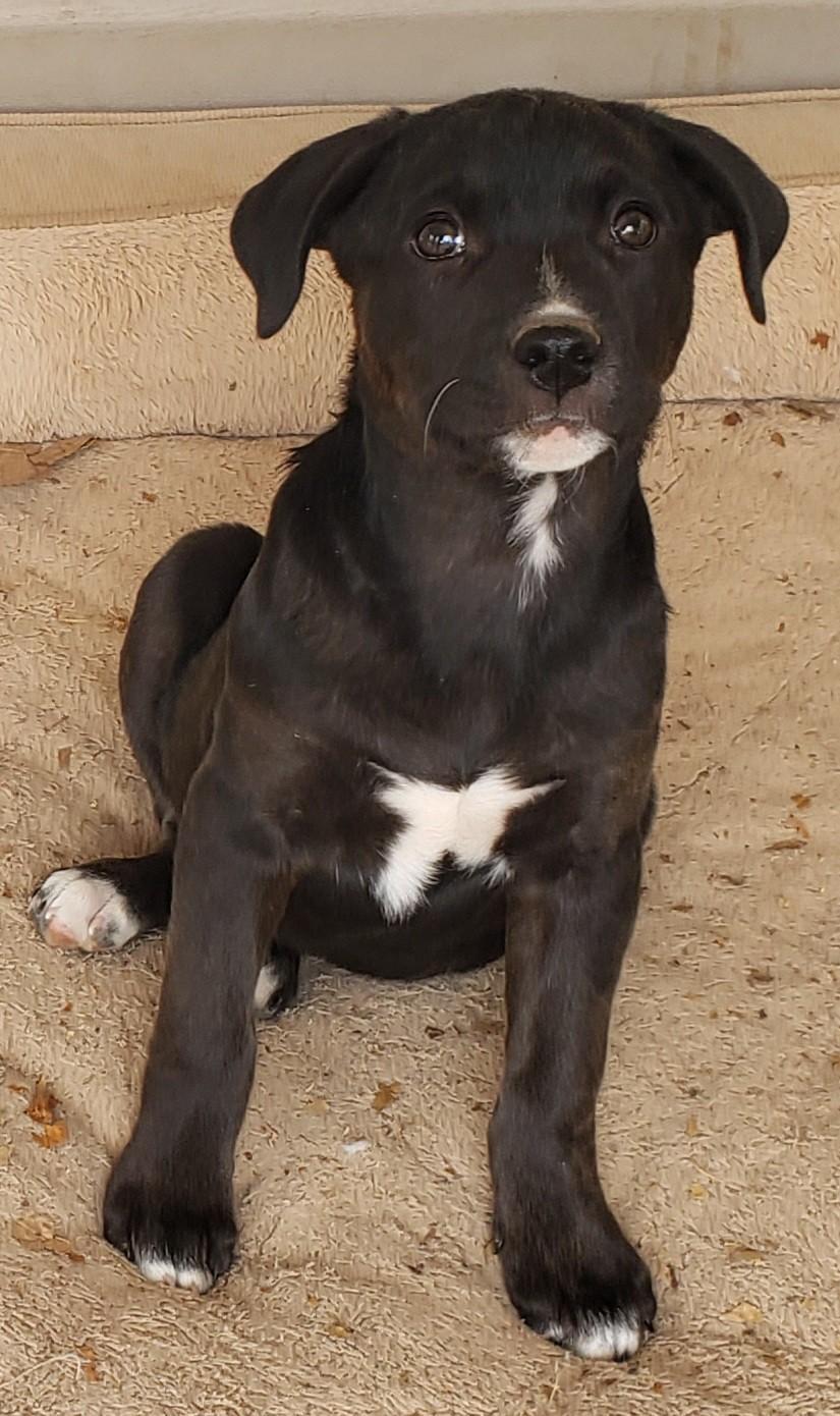 Falcon, a Adoptable mixed breed in Pembroke, MA image 2/2