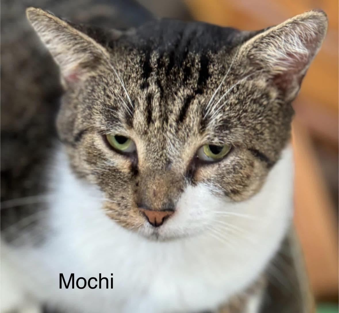 Mochi, ADOPTABLE, Adult Male Domestic Short Hair.