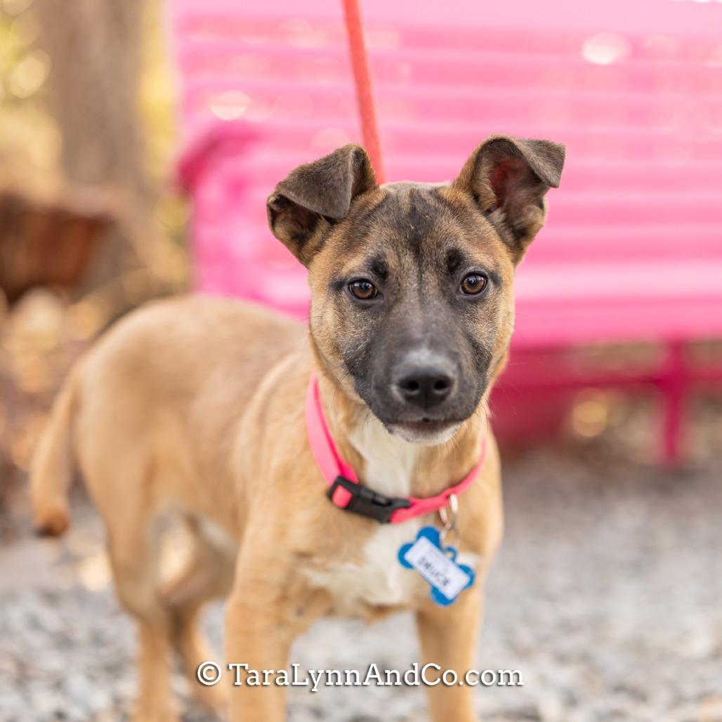 Deuce, Adoptable, Puppy Male Shepherd.