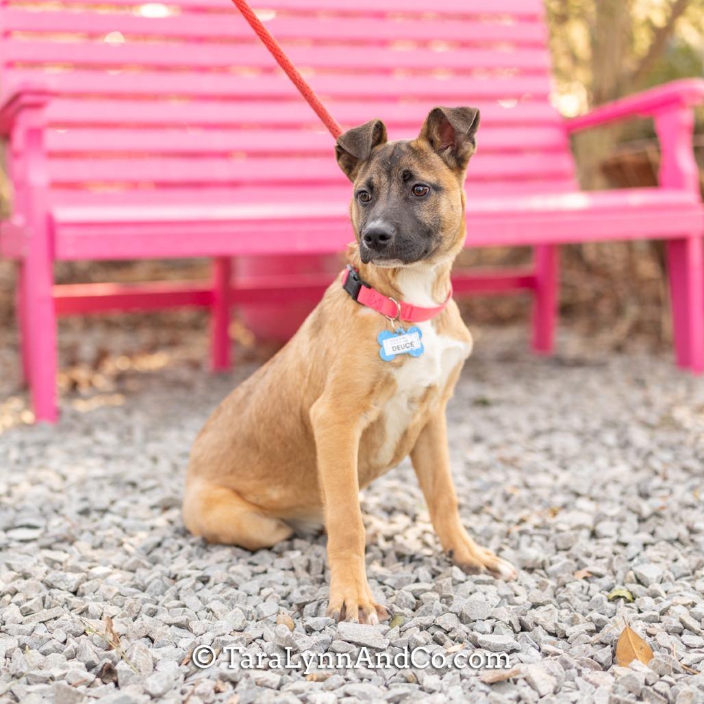 Enlarge Deuce, a Adoptable Shepherd in Wake Forest, NC image 2/6