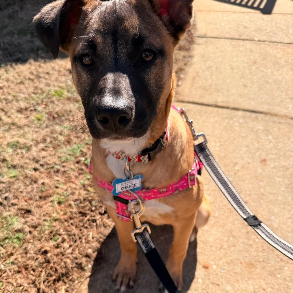 Enlarge Deuce, a Adoptable Shepherd in Wake Forest, NC image 3/6