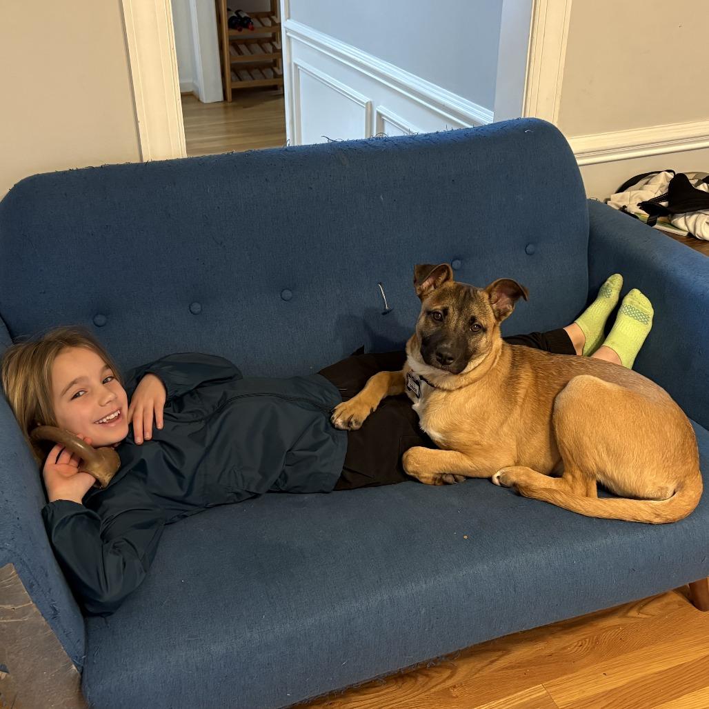 Enlarge Deuce, a Adoptable Shepherd in Wake Forest, NC image 4/6