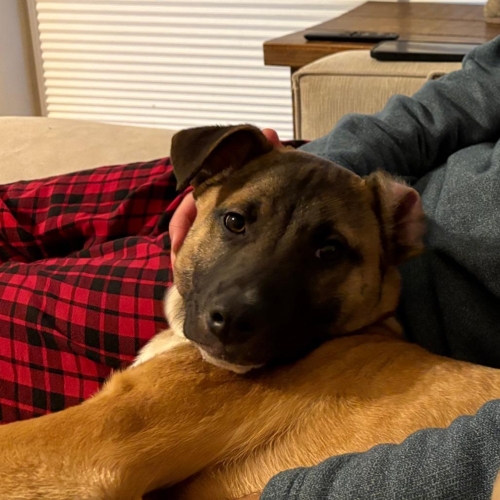 Enlarge Deuce, a Adoptable Shepherd in Wake Forest, NC image 5/6