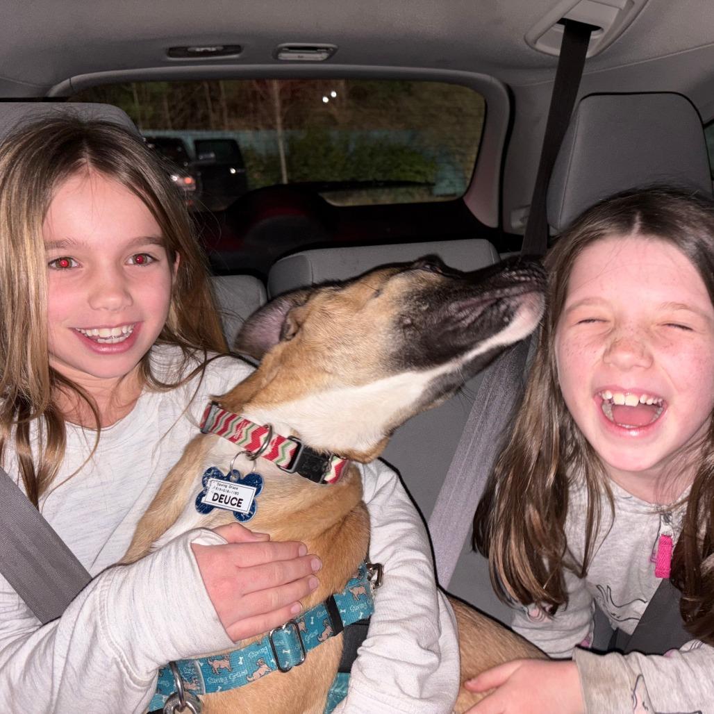 Enlarge Deuce, a Adoptable Shepherd in Wake Forest, NC image 6/6