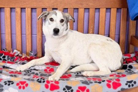 **SILVER**, a Adoptable mixed breed in North Prairie, WI image 3/3