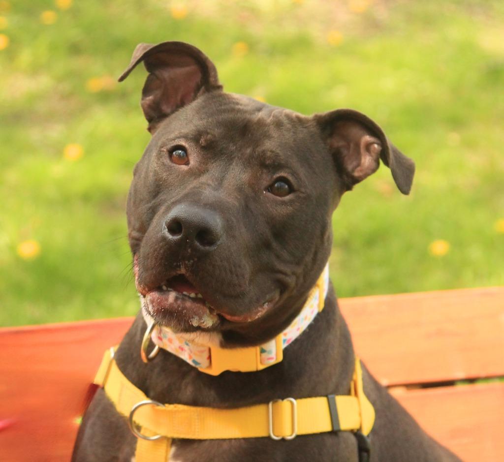 Enlarge Rosie, a Adoptable mixed breed in Utica, MI image 1/6