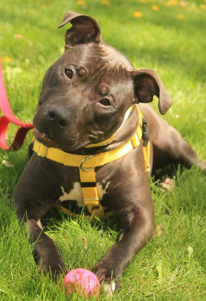 Enlarge Rosie, a Adoptable mixed breed in Utica, MI image 2/6