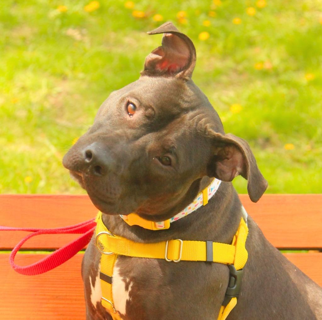 Enlarge Rosie, a Adoptable mixed breed in Utica, MI image 3/6