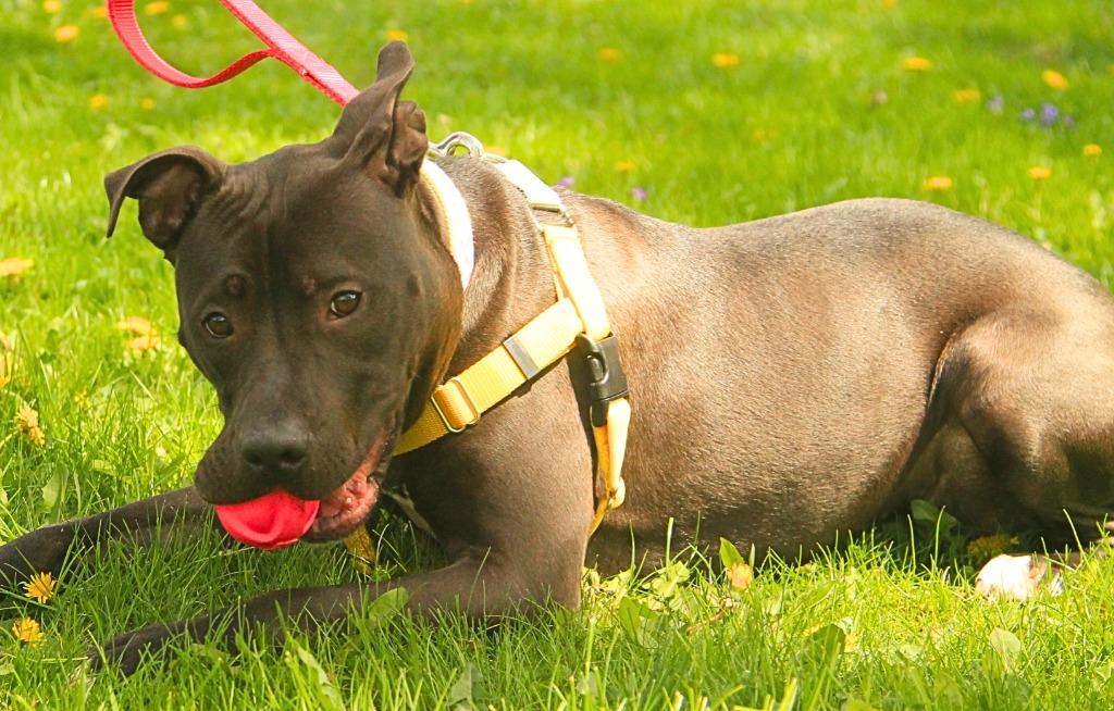 Enlarge Rosie, a Adoptable mixed breed in Utica, MI image 4/6