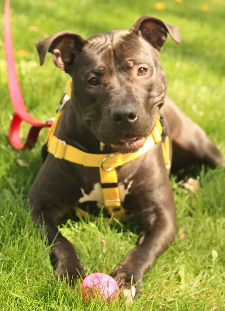 Enlarge Rosie, a Adoptable mixed breed in Utica, MI image 5/6