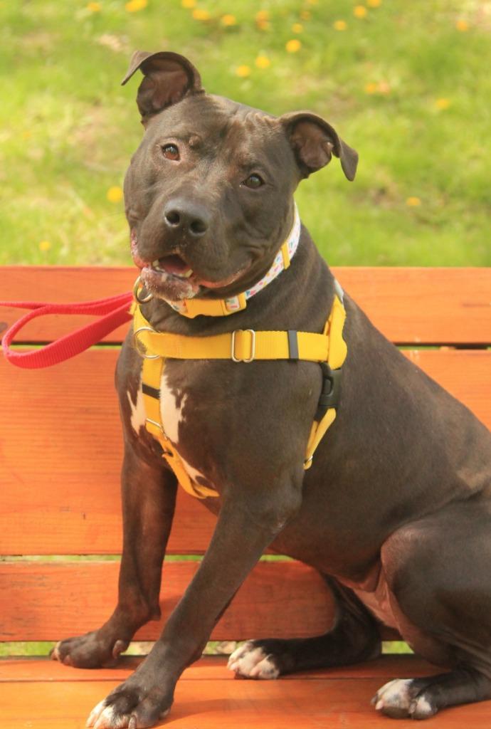 Enlarge Rosie, a Adoptable mixed breed in Utica, MI image 6/6