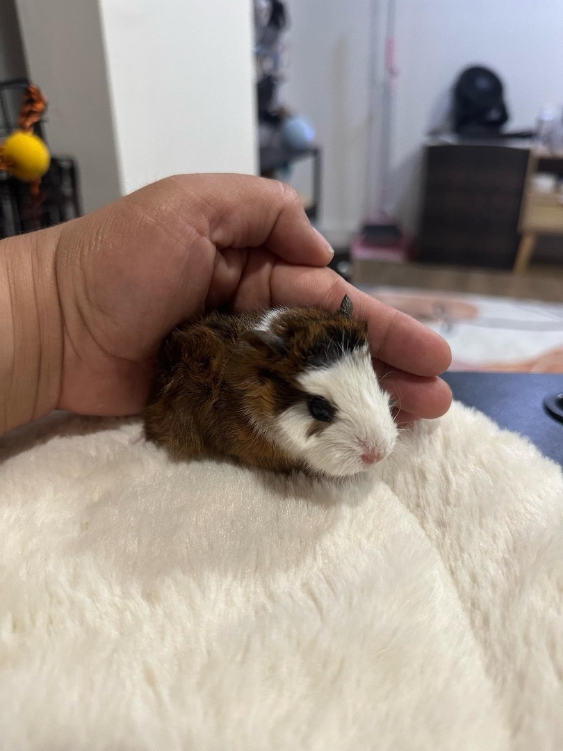 Enlarge Steve Lacy, a Adopted mixed breed in Irvine, CA image 1/9