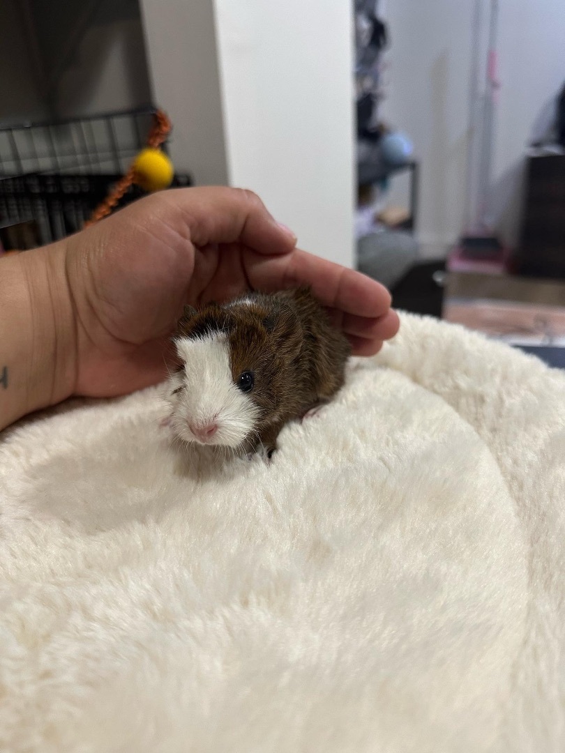 Enlarge Steve Lacy, a Adopted mixed breed in Irvine, CA image 3/9