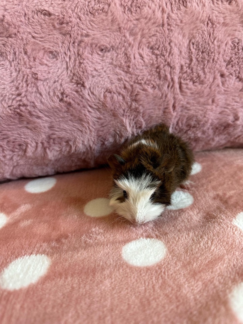 Enlarge Steve Lacy, a Adopted mixed breed in Irvine, CA image 4/9