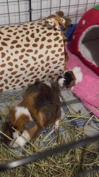 Enlarge Steve Lacy, a Adopted mixed breed in Irvine, CA video 9/9