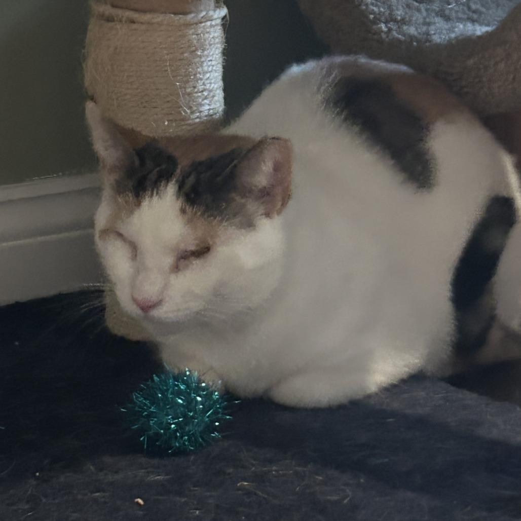 Phoebe Super Bubbles, Adoptable, Adult Female Domestic Short Hair.