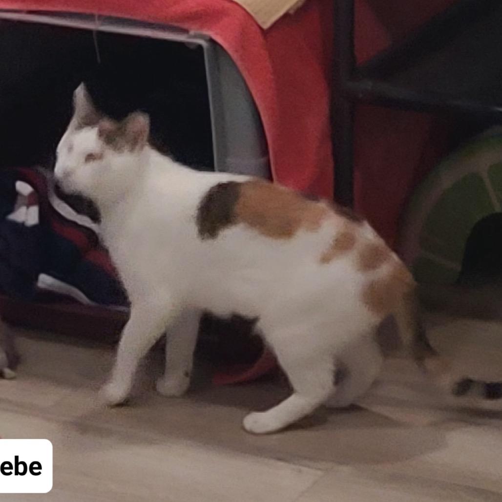 Enlarge Phoebe Super Bubbles, a Adoptable Domestic Short Hair in Westport, CT image 2/6