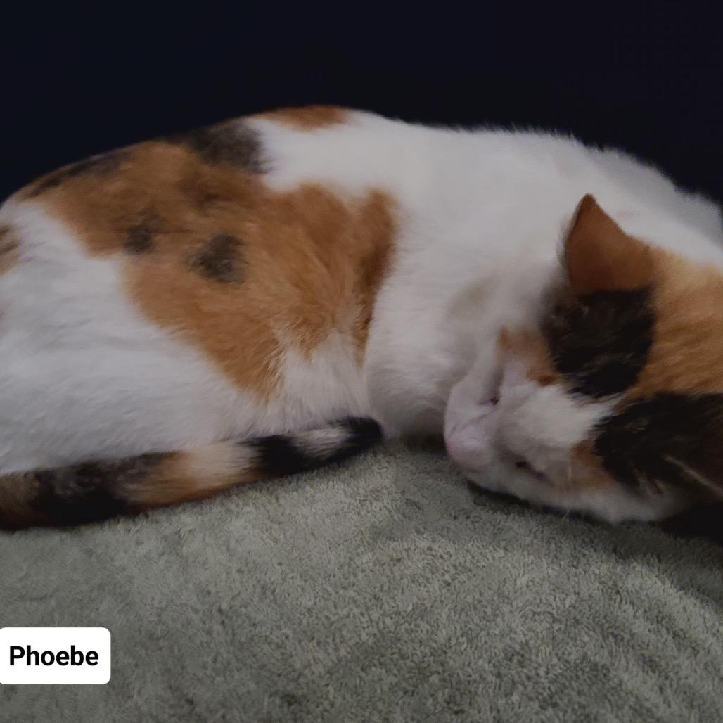 Enlarge Phoebe Super Bubbles, a Adoptable Domestic Short Hair in Westport, CT image 3/6