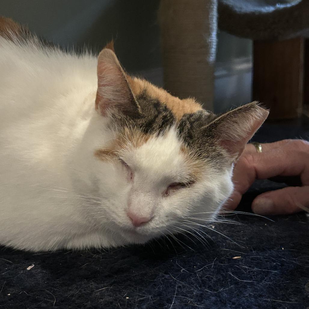 Enlarge Phoebe Super Bubbles, a Adoptable Domestic Short Hair in Westport, CT image 4/6