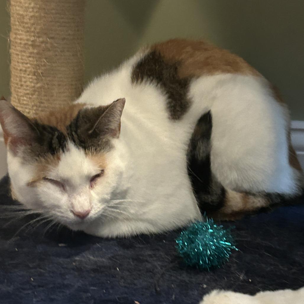 Enlarge Phoebe Super Bubbles, a Adoptable Domestic Short Hair in Westport, CT image 5/6