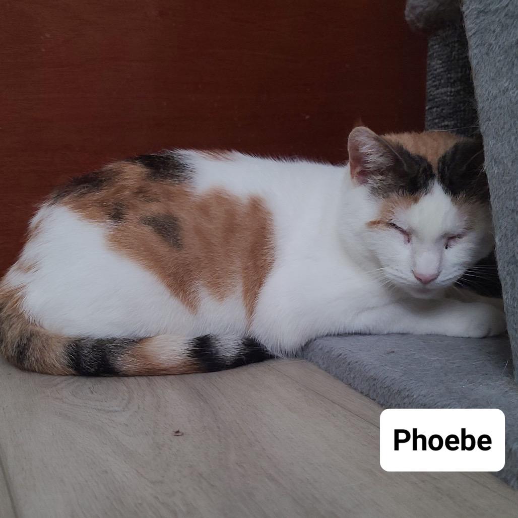 Enlarge Phoebe Super Bubbles, a Adoptable Domestic Short Hair in Westport, CT image 6/6