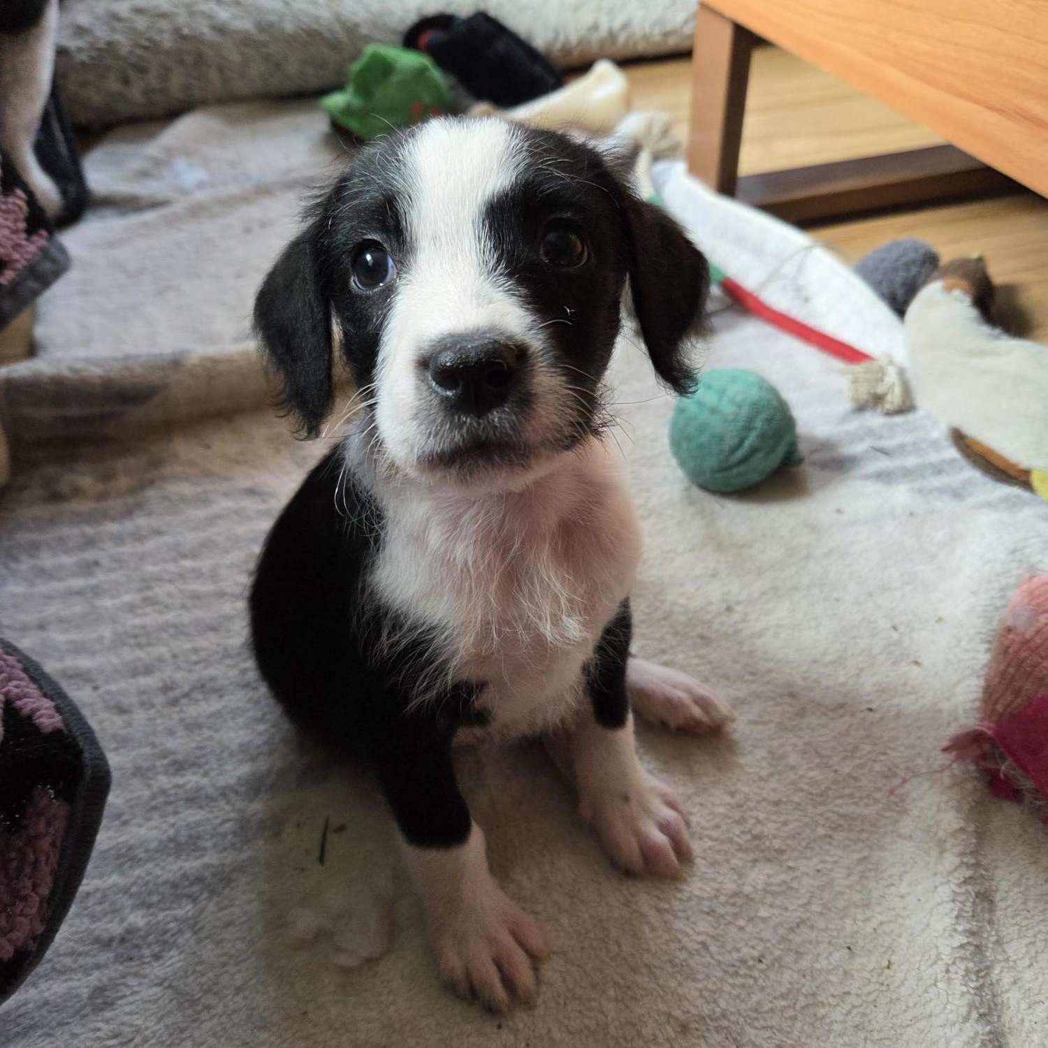 Rose, ADOPTABLE, Puppy Female Poodle.