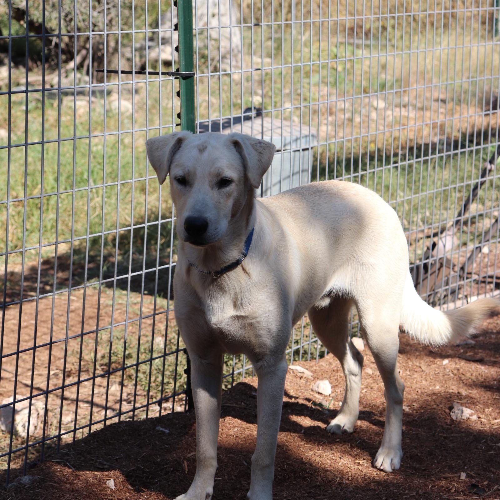 Blixen, Adoptable, Young Male Labrador Retriever.