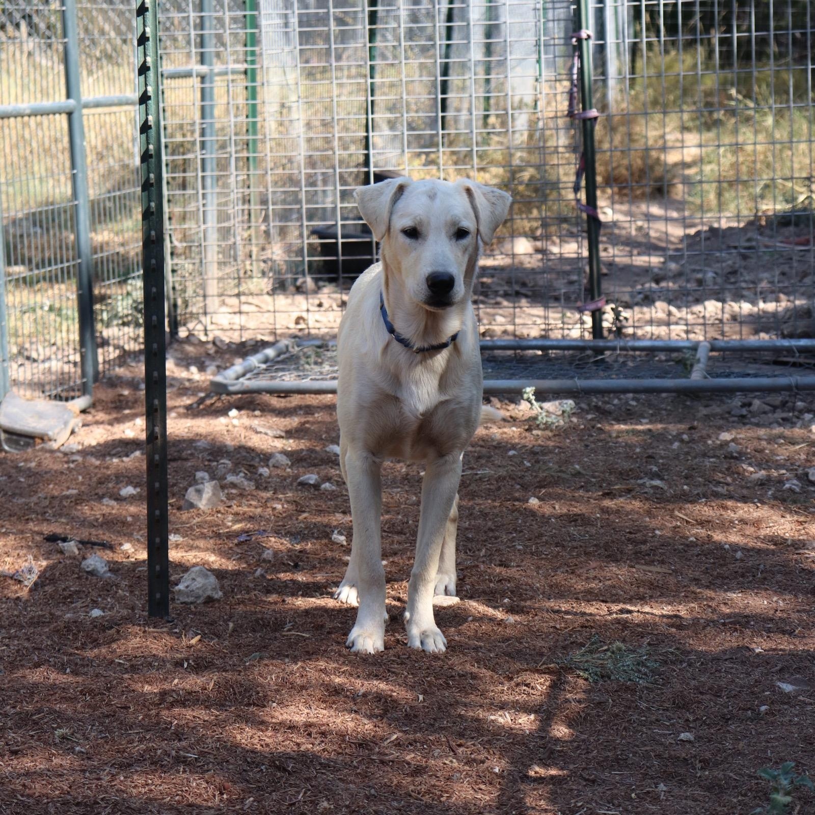 Enlarge Blixen, a Adoptable mixed breed in Leakey, TX image 2/6