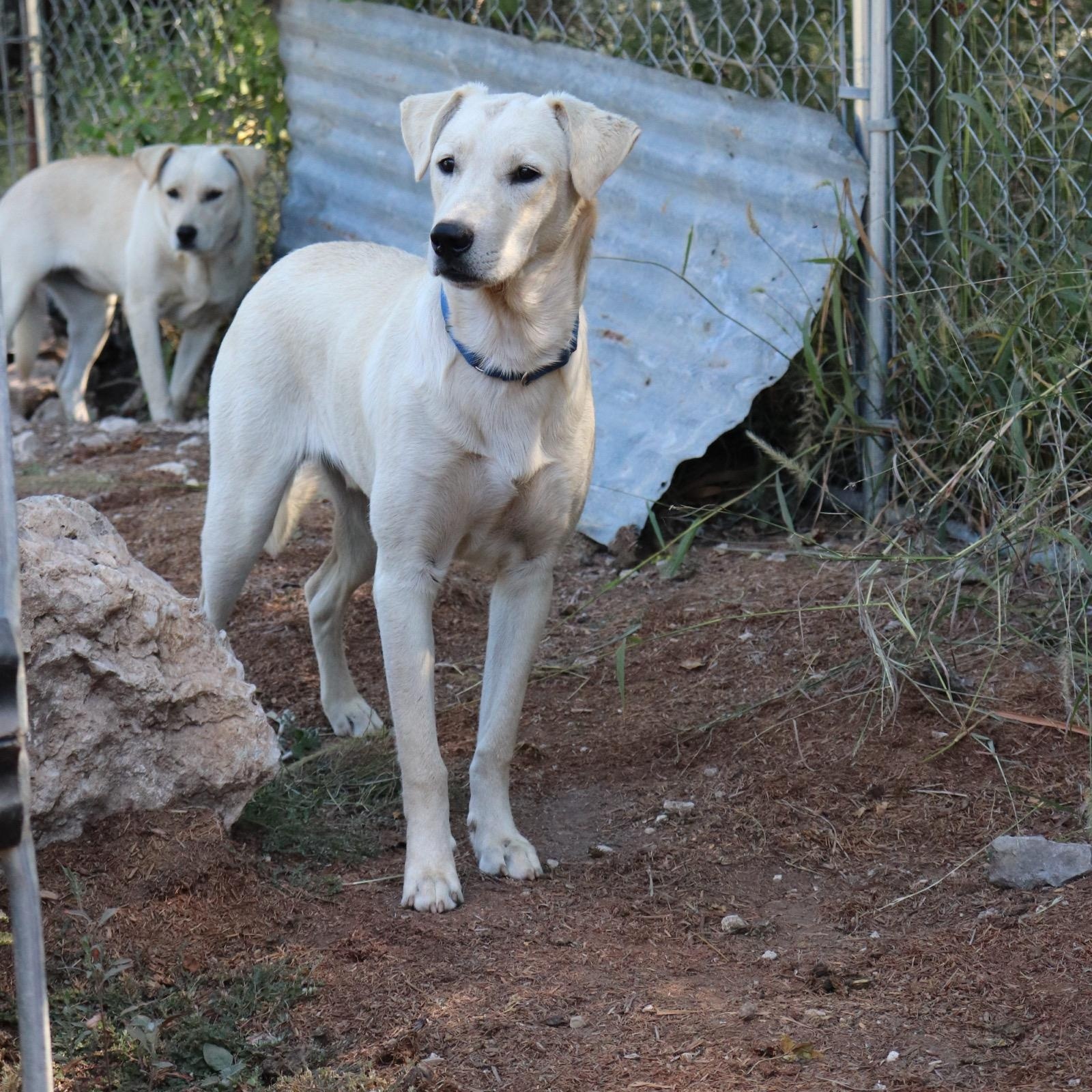 Enlarge Blixen, a Adoptable mixed breed in Leakey, TX image 3/6