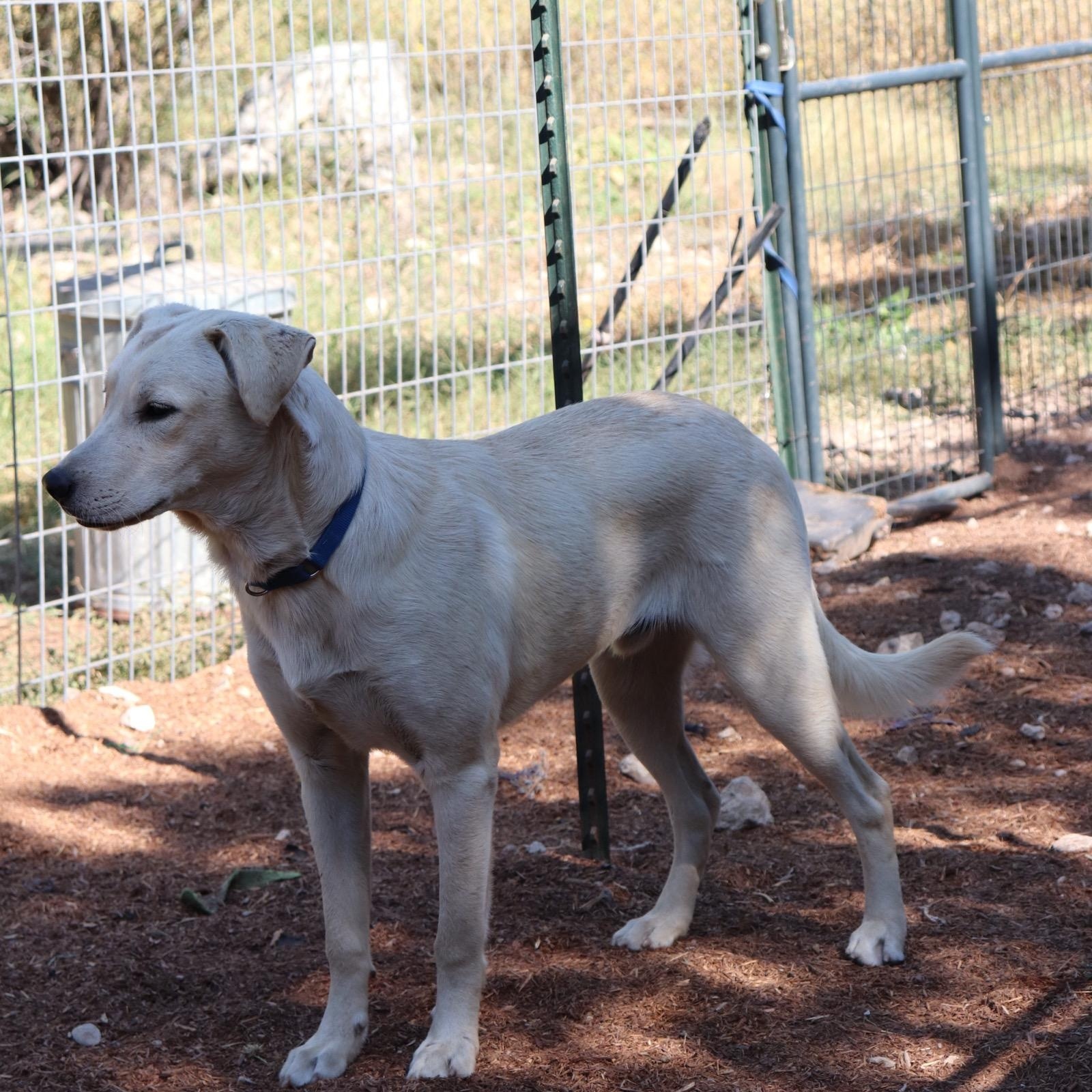 Enlarge Blixen, a Adoptable mixed breed in Leakey, TX image 4/6
