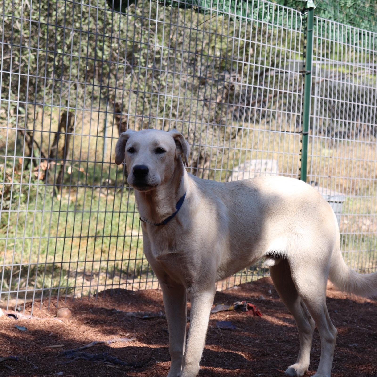 Enlarge Blixen, a Adoptable mixed breed in Leakey, TX image 5/6