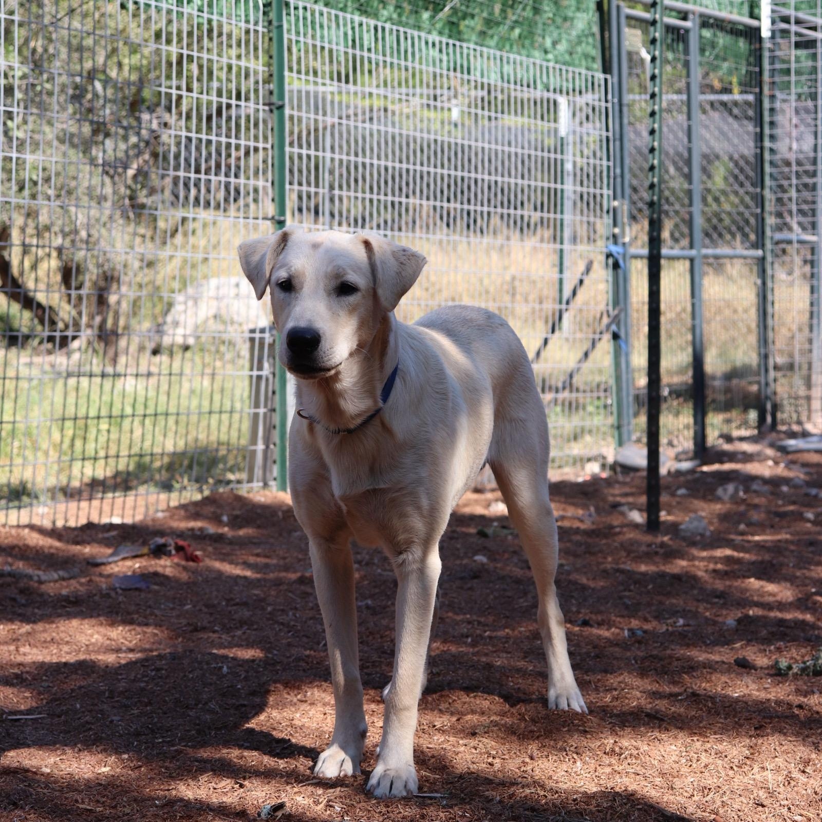Enlarge Blixen, a Adoptable mixed breed in Leakey, TX image 6/6