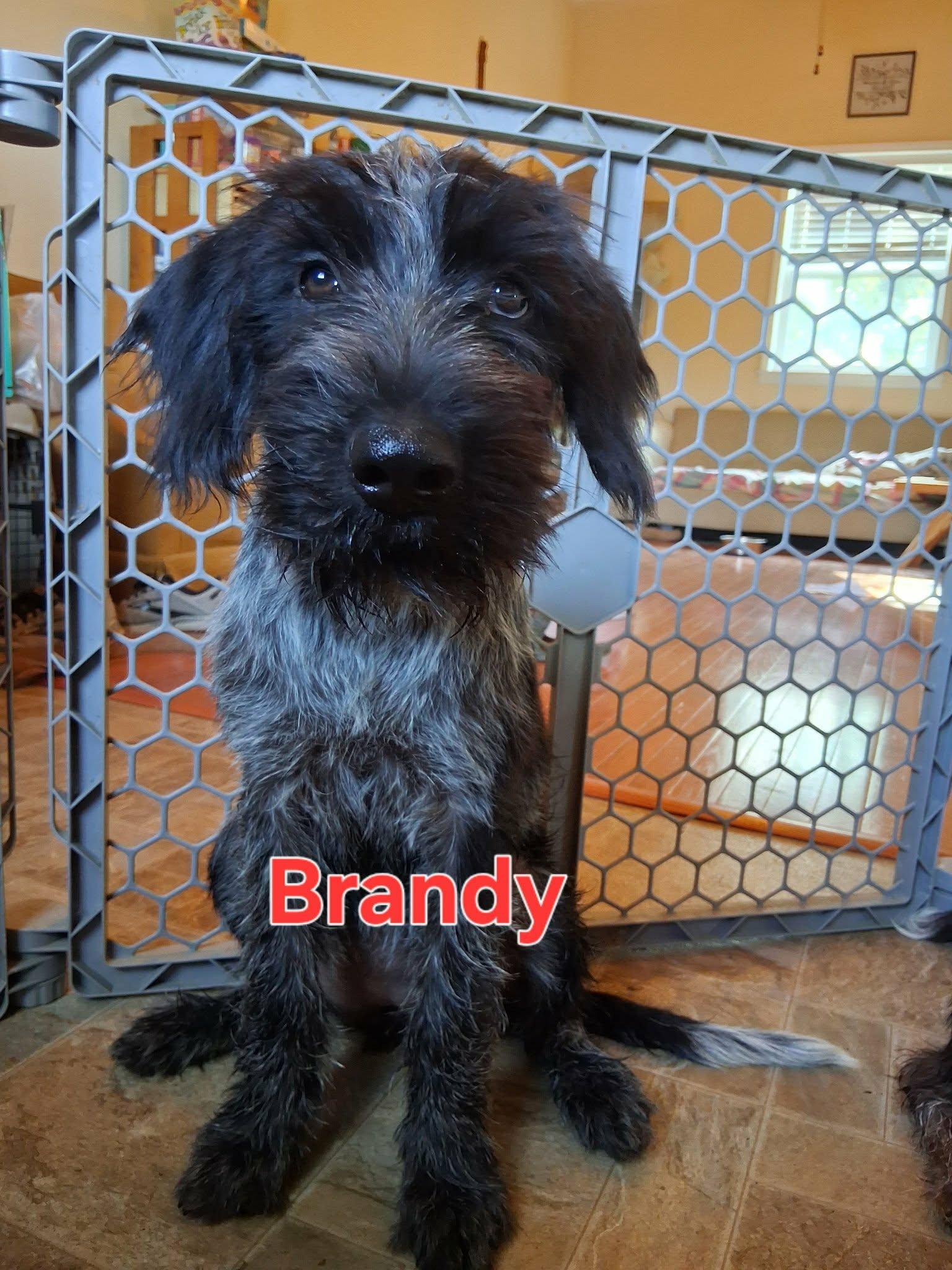 Brandy, Adopted, Young Female Wirehaired Pointing Griffon.