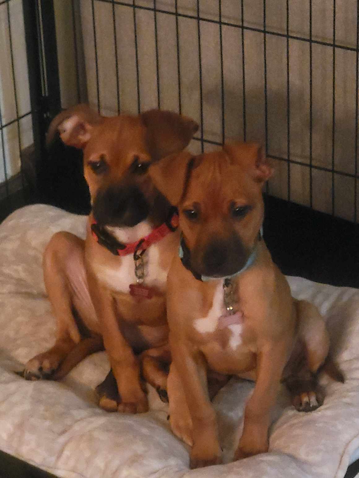 Daphne, Thelma & Asti