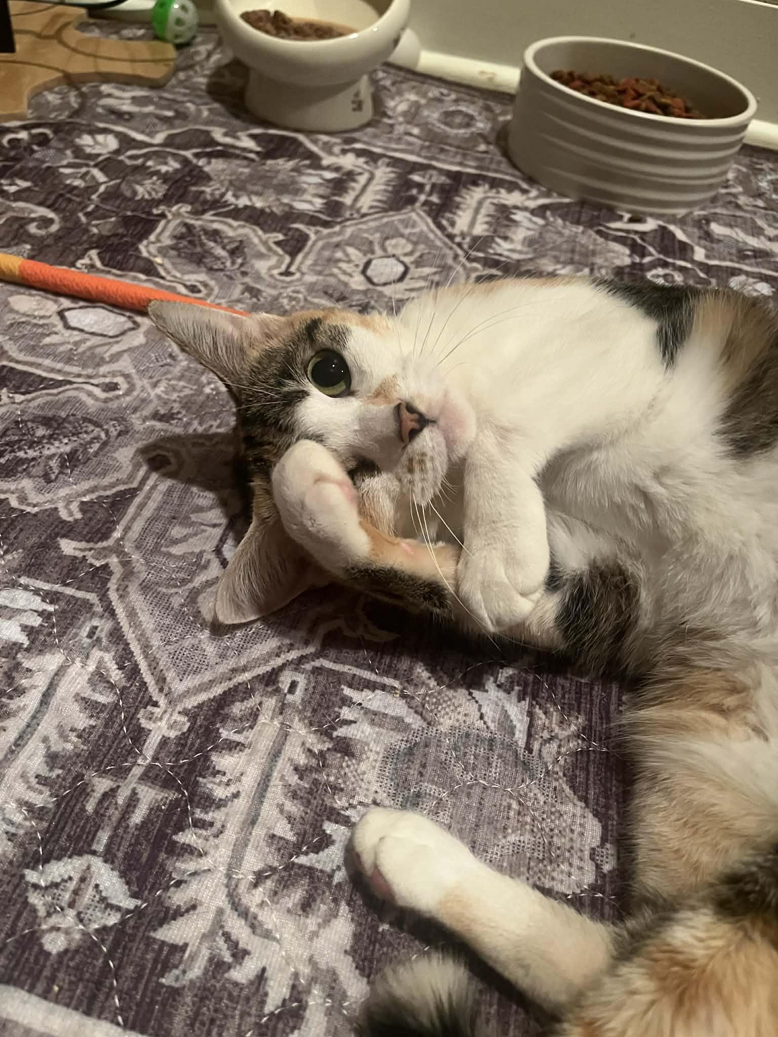 Enlarge Emily, a ADOPTABLE Domestic Short Hair in Memphis, TN image 3/5