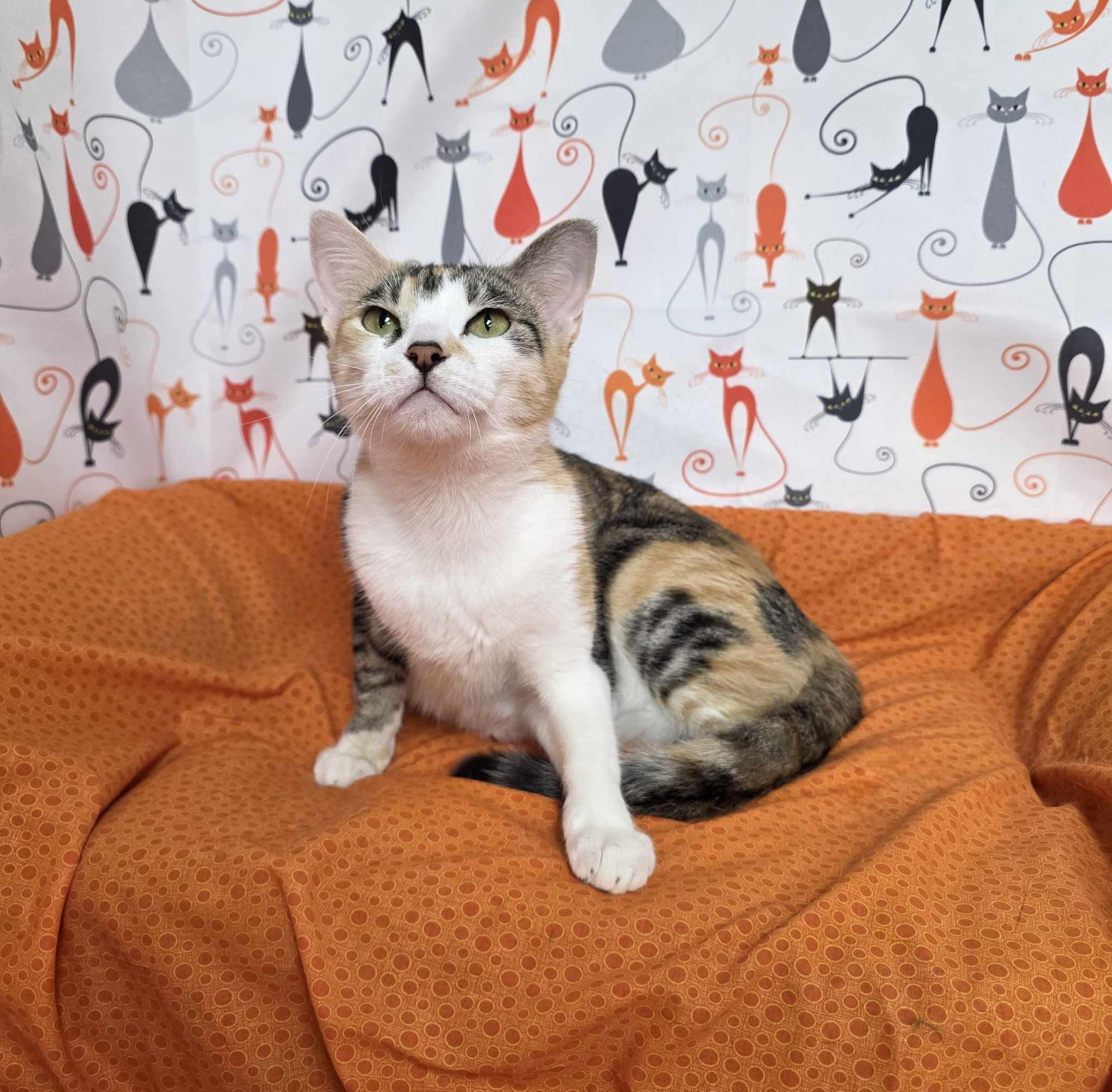 Enlarge Emily, a ADOPTABLE Domestic Short Hair in Memphis, TN image 2/5