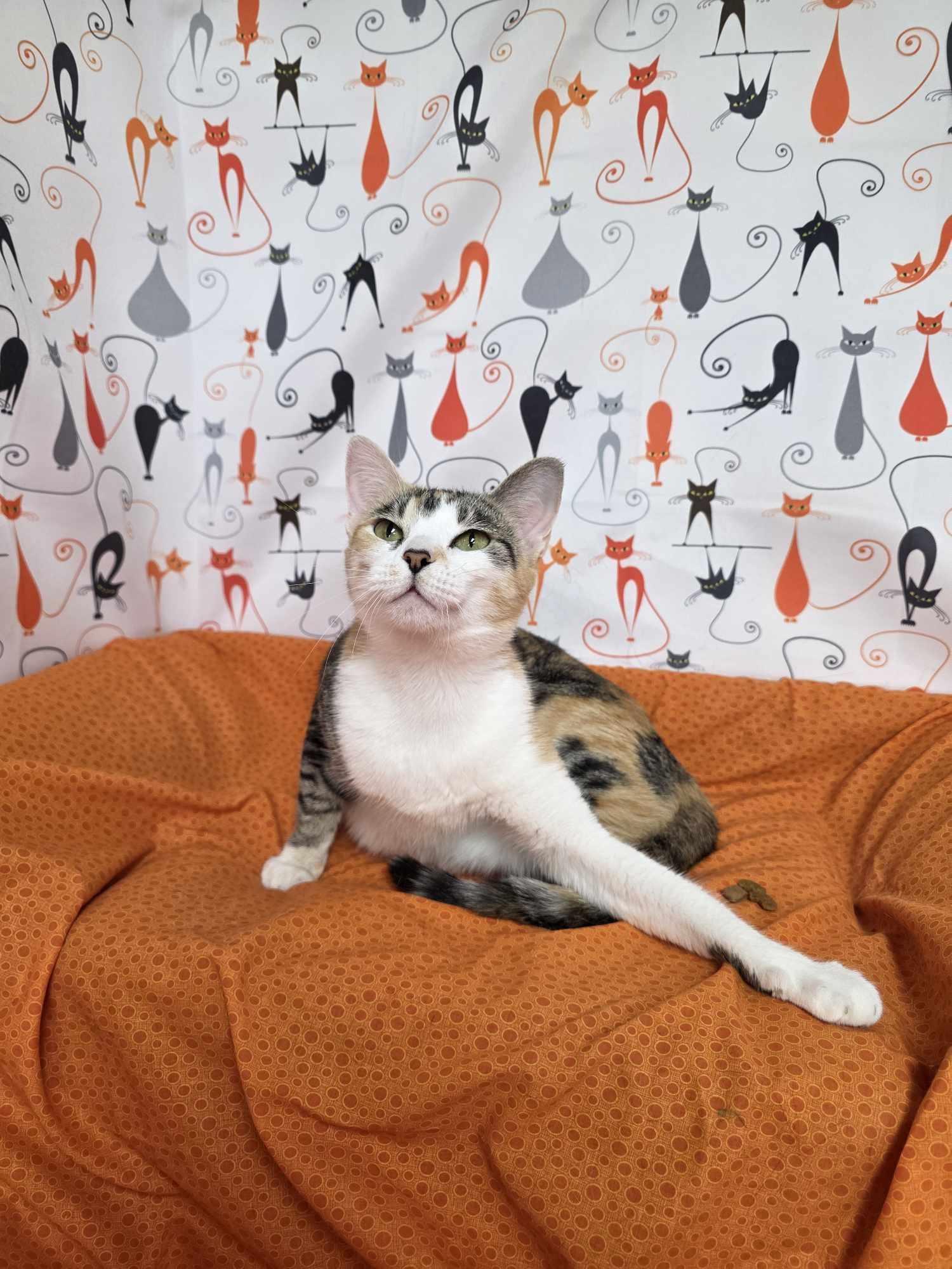 Enlarge Emily, a ADOPTABLE Domestic Short Hair in Memphis, TN image 4/5