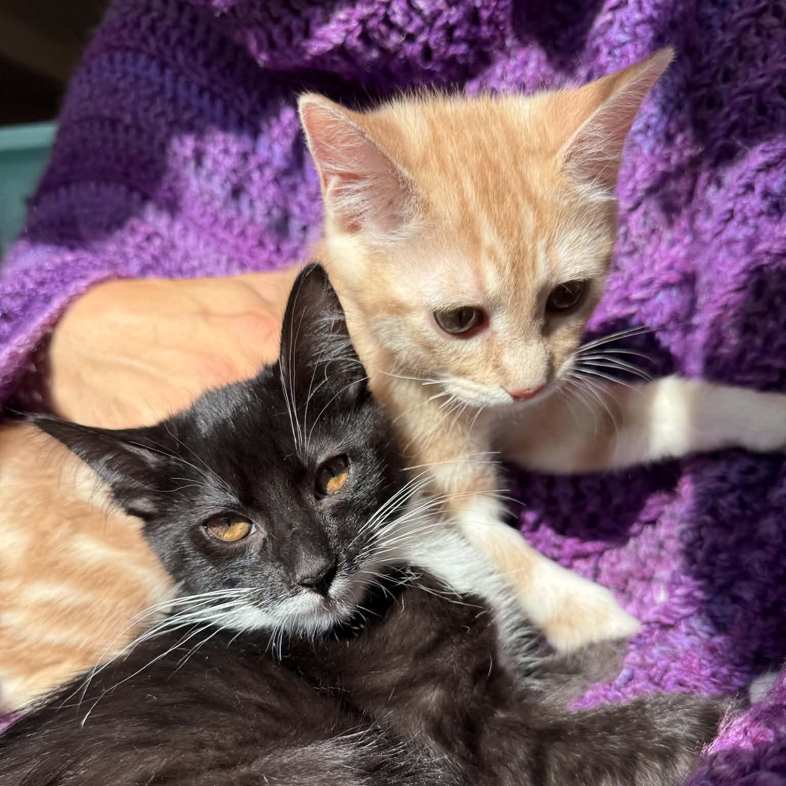 Earl and Luciano- brothers from other mothers, social pair, adopted, Kitten Male Domestic Short Hair & Extra-Toes Cat / Hemingway Polydactyl.