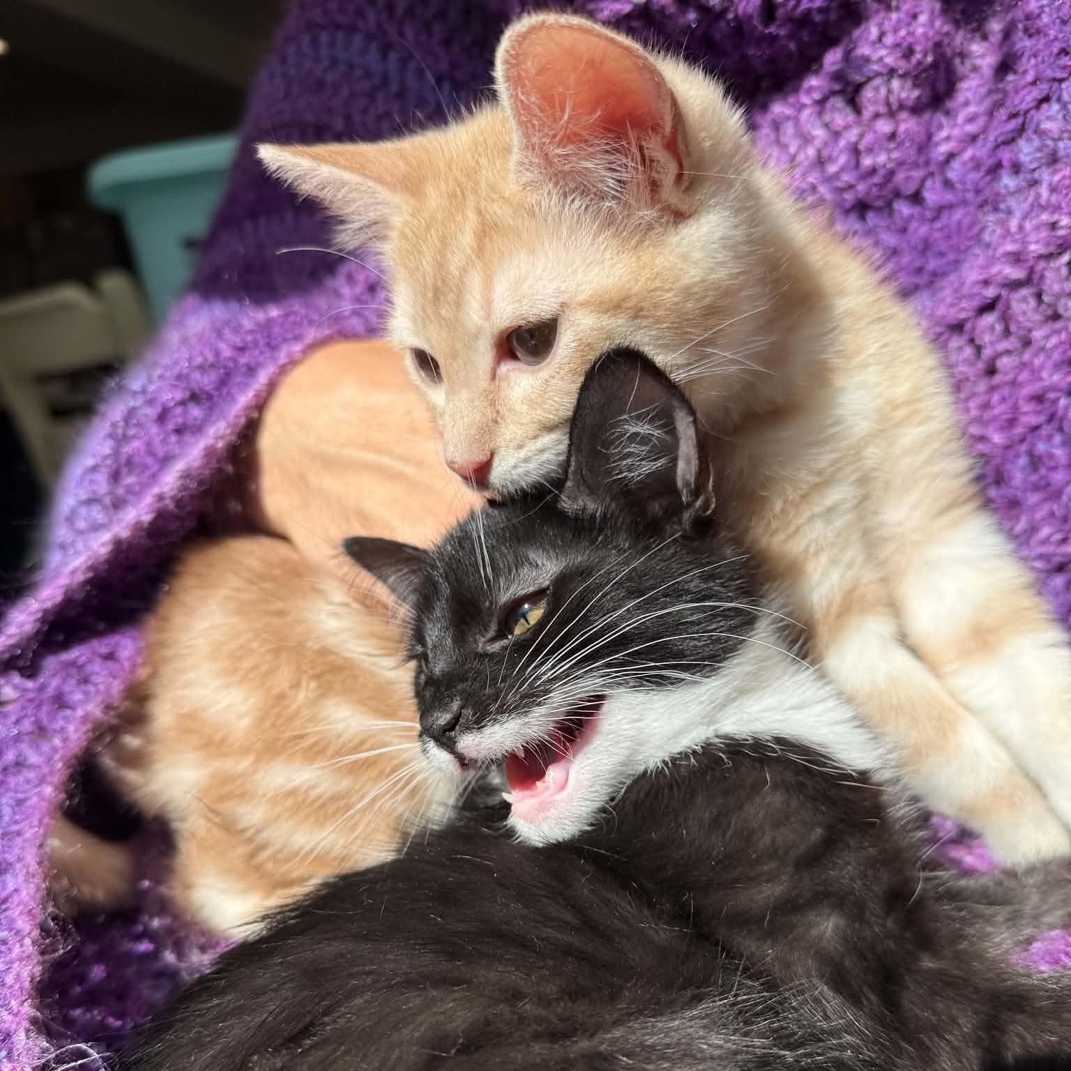 Earl and Luciano- brothers from other mothers, social pair, an adopted mixed breed in Portland, OR image 2/3